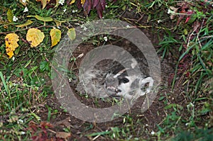 North American Badger (Taxidea taxus) Guards Den