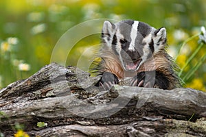 North American Badger Taxidea taxus Hangs Over Log Mouth Open Summer