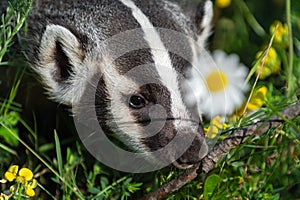 North American Badger Taxidea taxus Head Next to Flower Summer