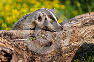 North American Badger Taxidea taxus Lays Chin on Log Summer