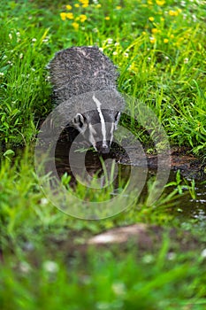 North American Badger (Taxidea taxus) Leans Down to Drink From Pool Summer