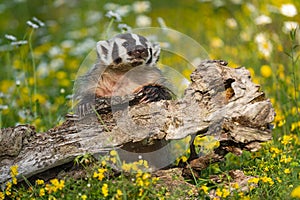 North American Badger Taxidea taxus Leans Over Log Nose Up Summer