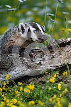 North American Badger Taxidea taxus Leans Over Log One Paw Forward Summer