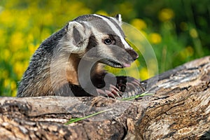 North American Badger Taxidea taxus Leans Over Log Tongue and Claws Out Summer