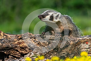 North American Badger Taxidea taxus Looks Left Atop Log Claws Exposed Summer