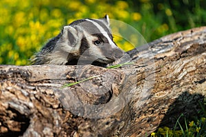 North American Badger Taxidea taxus Looks Over Top of Log Summer