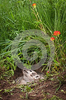 North American Badger Taxidea taxus Looks Up in Den