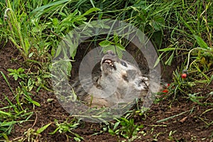 North American Badger Taxidea taxus Looks Up Out of Den