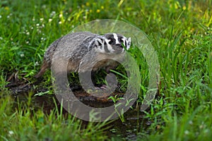 North American Badger (Taxidea taxus) Looks Up From Watering Hole Summer