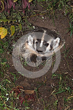 North American Badger (Taxidea taxus) Peers Out from Den