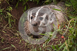 North American Badger Taxidea taxus Peers Out From Den photo