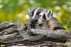North American Badger Taxidea taxus Peers Over Tog of Log Summer