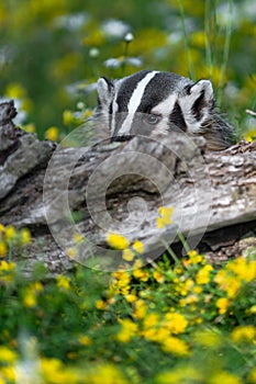 North American Badger Taxidea taxus Peers Over Top of Log Summer