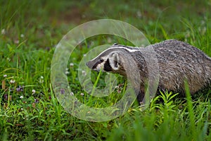 North American Badger Taxidea taxus Profile Left Summer