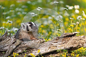 North American Badger Taxidea taxus Raises Chin from Log Summer