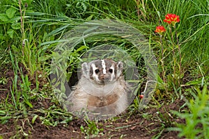 North American Badger (Taxidea taxus) Sits in Den photo