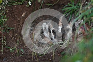 North American Badger (Taxidea taxus) Snarls