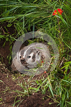 North American Badger Taxidea taxus Snarls Out