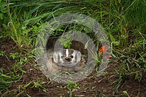 North American Badger Taxidea taxus Snarls Out of Den