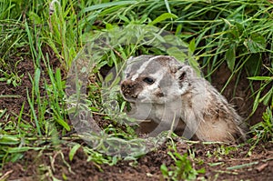 North American Badger (Taxidea taxus) Snarls Up Out of Den