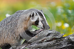 North American Badger Taxidea taxus Sniffs at Log Summer