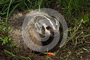 North American Badger Taxidea taxus Stands In Den to Right