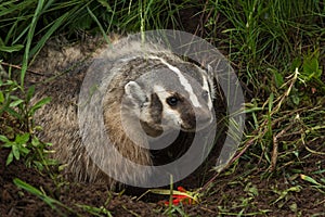 North American Badger Taxidea taxus Stands In Den to Right photo