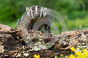North American Badger Taxidea taxus Stares Out From Atop Log Summer