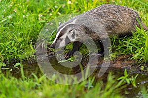 North American Badger Taxidea taxus Steps Towards Small Pond Summer