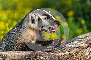 North American Badger Taxidea taxus Taps Paws on Log Licking Nose Summer