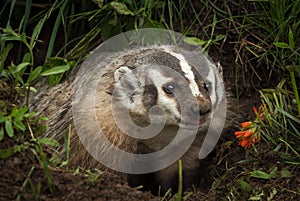 North American Badger Taxidea taxus Tongue Out