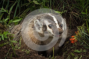 North American Badger Taxidea taxus Tongue Out photo