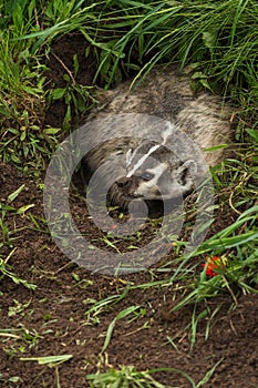 North American Badger Taxidea taxus Turns in Den