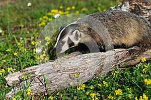 North American Badger Taxidea taxus Walks Left Along Log Summer