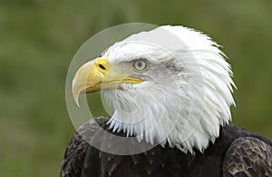 North American Bald Eagle