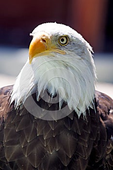 North American Bald Eagle