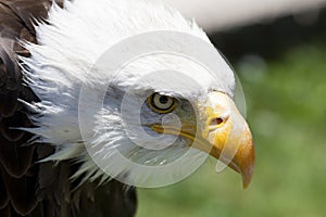 North American Bald Eagle