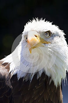 North American Bald Eagle