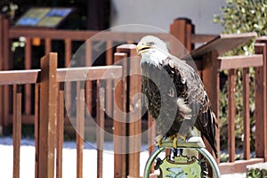 North American Bald Eagle