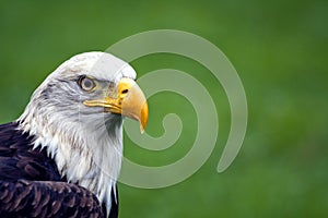 North American Bald Eagle