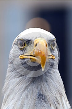 North American Bald Eagle