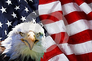 North American Bald Eagle on American flag