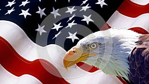 North American Bald Eagle on American flag