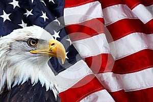De América del norte Águila Calva en la bandera Americana en el fondo.