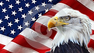 Norte Americano calvo águila sobre el Americano bandera 