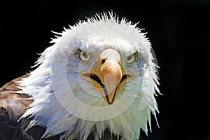 Norte Americano calvo águila 