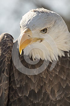 North American Bald Eagle Head Shot