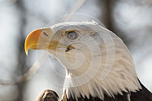North American Bald Eagle Head Side View