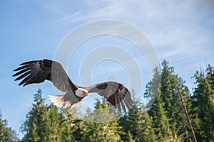 North American Bald Eagle in mid flight