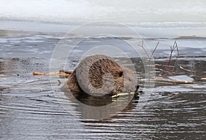 North American Beaver